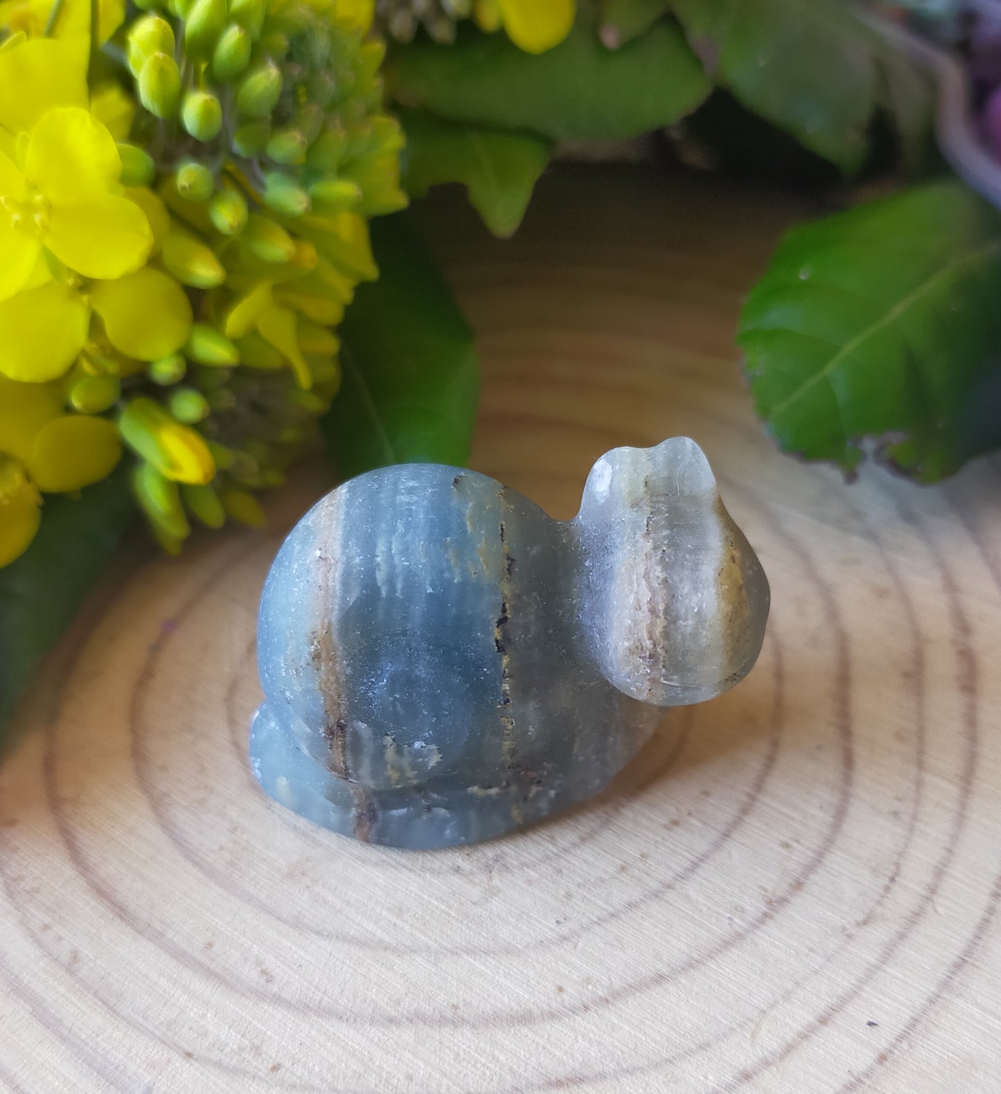 Blue Onyx Snail