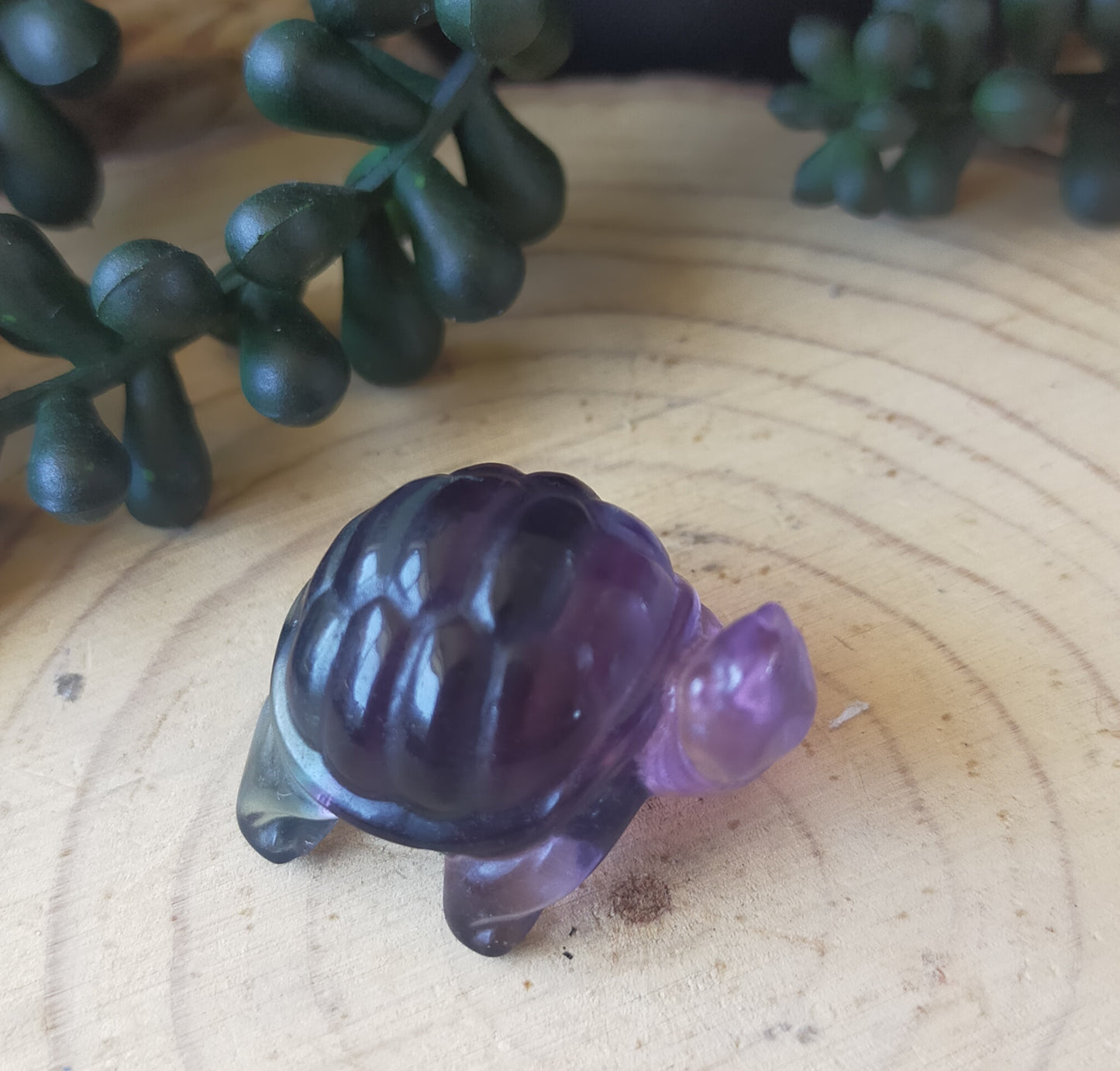 Fluorite Turtle