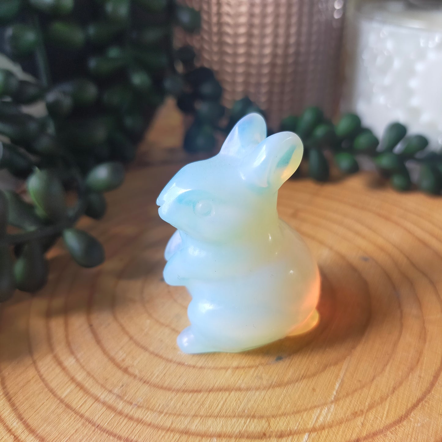Rabbits