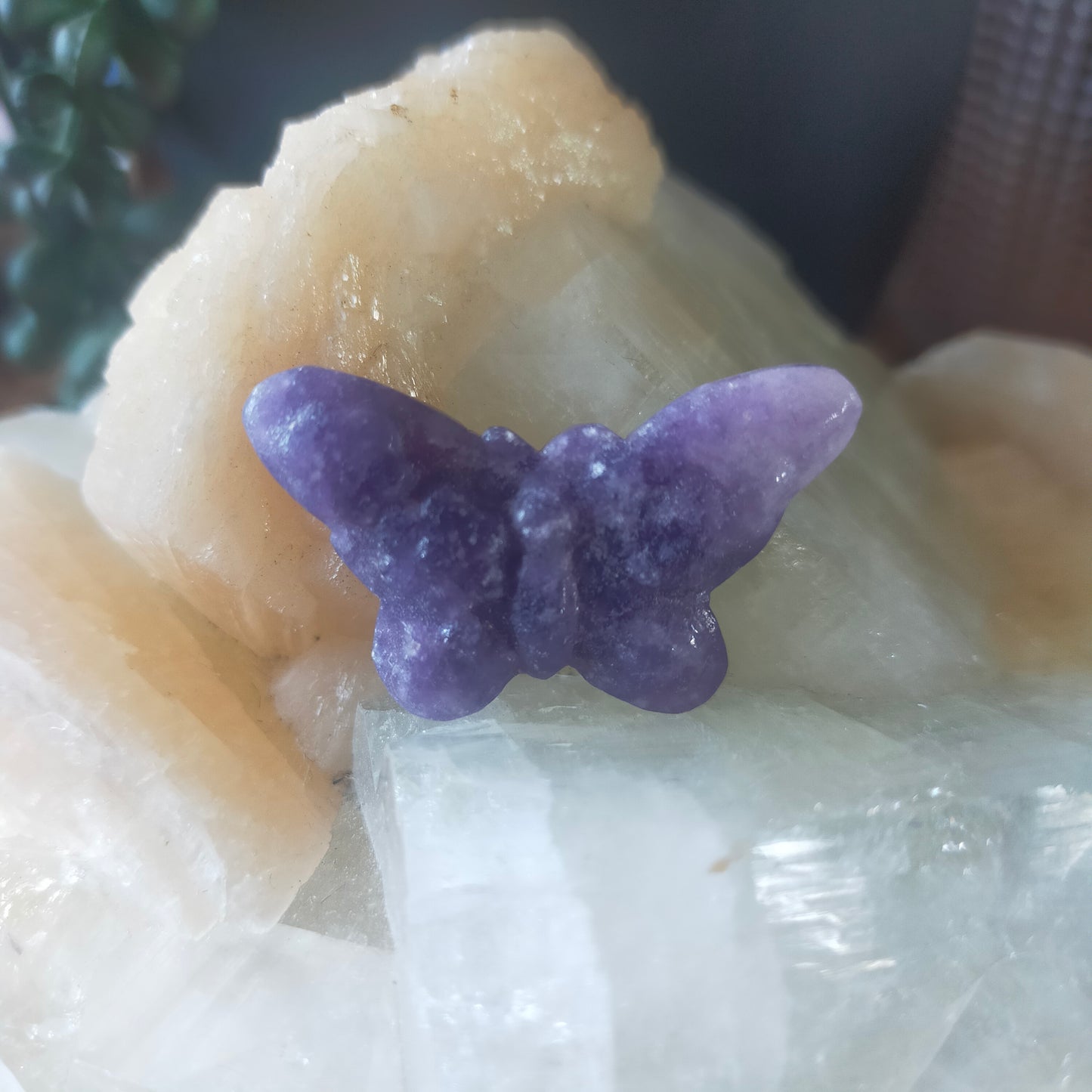 Small Butterfly