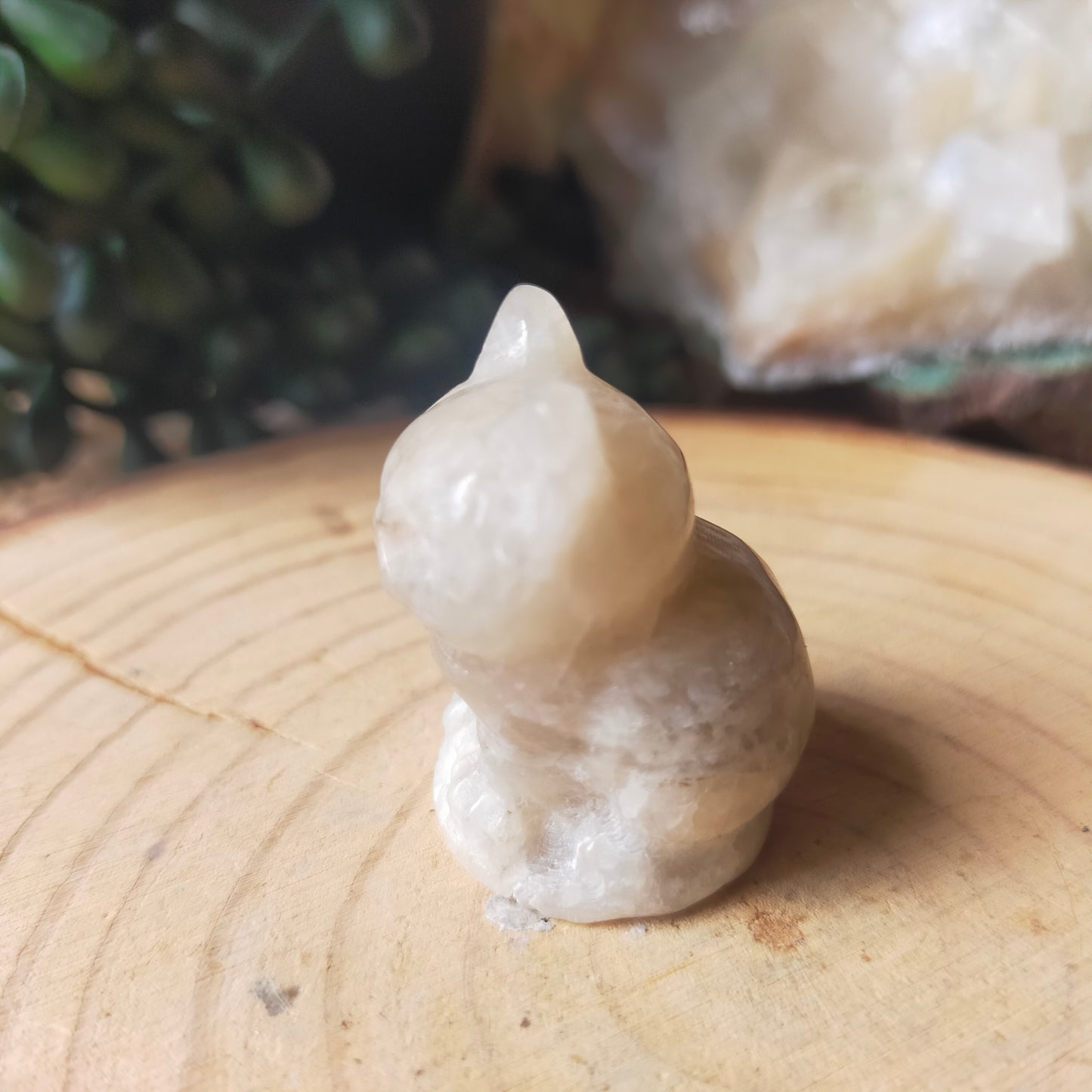Grumpy Moonstone Cat