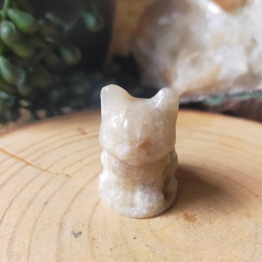 Grumpy Moonstone Cat