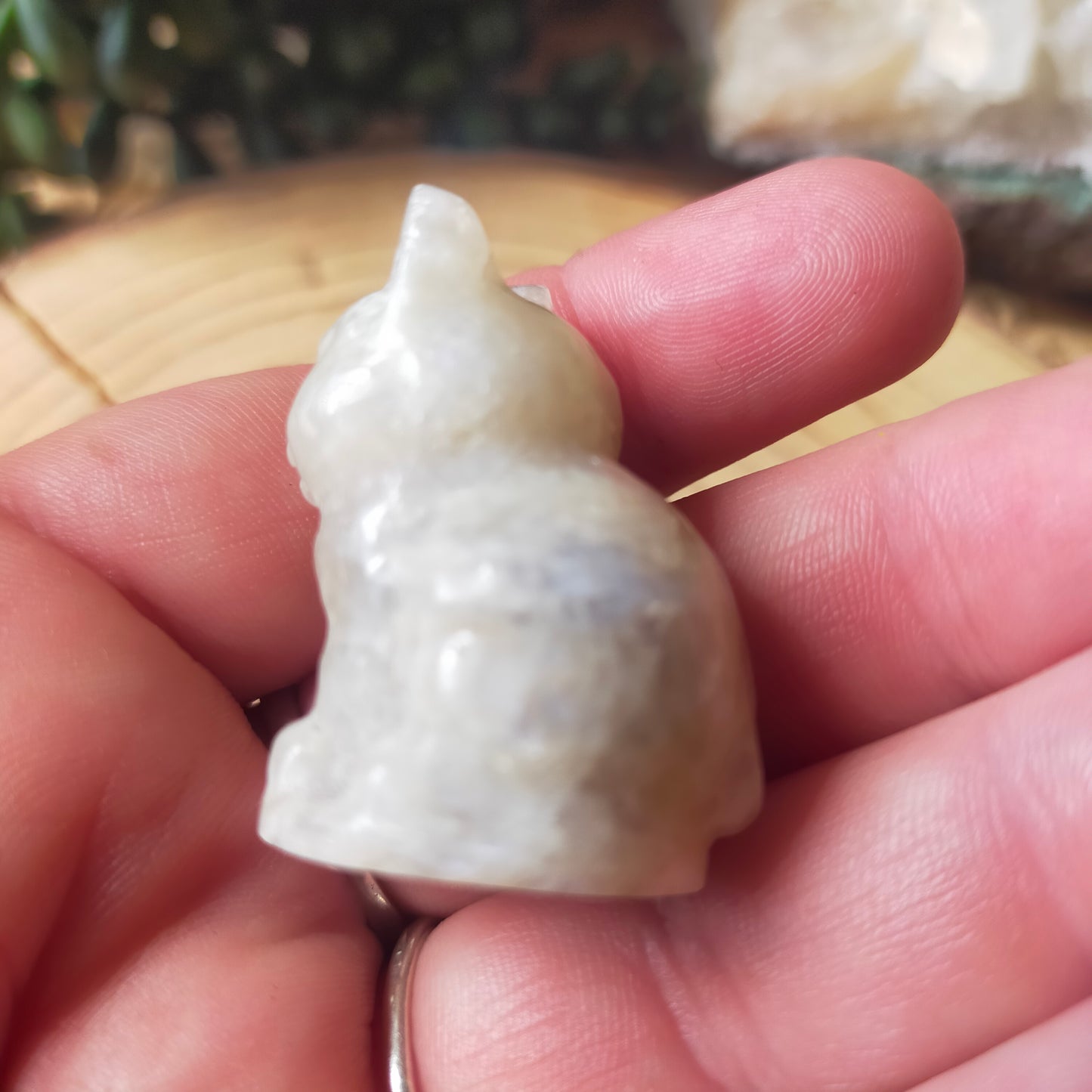 Grumpy Moonstone Cat