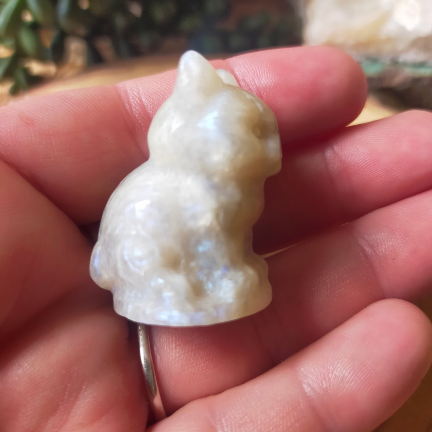 Grumpy Moonstone Cat